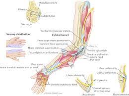 Ulnar nerve entrapment happens when extra pressure is placed on your ulnar nerve. The Anatomy Of The Ulnar Nerve And Areas Of Entrapment Copyright O Download Scientific Diagram