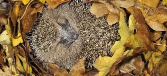 Surtout ne pas ranger le biberon dans la porte du réfrigérateur. Cinq Conseils Pour Aider Les Herissons Pendant L Hiver Notre Nature