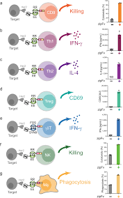 Clinical trials for erectile dysfunction in parkinson's disease. Engineering Advanced Logic And Distributed Computing In Human Car Immune Cells Nature Communications