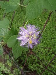 Image result for Passifloraceae