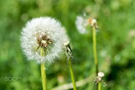 Selective Focus On Dandelion Flowers On Nature Background By Ipek Morel On 500px