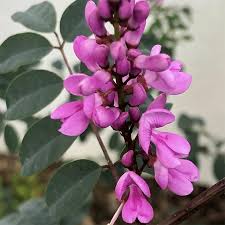 Image result for Indigofera