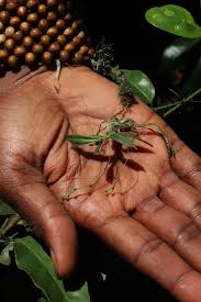 Image result for Angraecum sacciferum