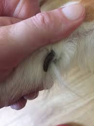 It commonly grows higher on the leg than the rest of the foot. What Are Dewclaws And Do Dogs Need Them Pethelpful By Fellow Animal Lovers And Experts