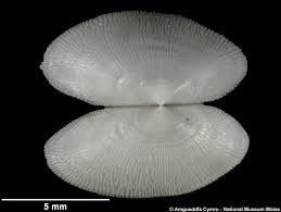 Image result for Galeomma