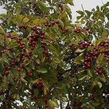 Image result for Ziziphus abyssinica