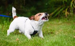 Teaching your puppy biting inhibiting is a great step to stop a puppy from biting and growling. Dog Bite Infection Symptoms Treatment And Complications