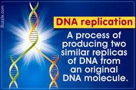 Dna stands for deoxyribose nucleic acid this chemical substance is present in the nucleus of all cells in all living organisms dna controls all the chemical changes after watson and crick proposed the double helix model of dna, three models for dna replication. An In Depth Look At The 7 Major Steps Of Dna Replication Biology Wise
