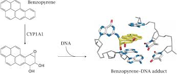 Image result for xenobiotics