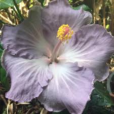 Free for commercial use no attribution required high quality images. Blue Cajun Hibiscus Plant Free Shipping