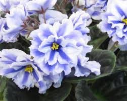 Sweet violets (viola odorata) are recognized for their sweet scent. How To Grow African Violets Diy