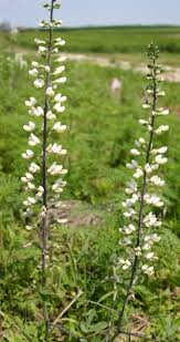 Image result for Schoenoplectiella leucantha