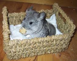 Breeding Chinchillas Development Of The Young Infolific