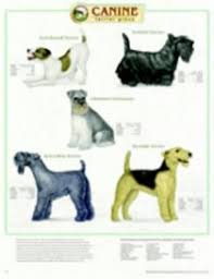 Canine Terrier Group Chart Anatomical Chart Company Acc
