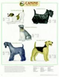 canine terrier group chart anatomical chart company acc