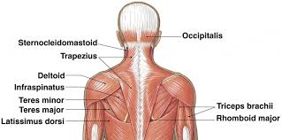 One group is the muscles that move the humerus in relationship to the when people complain of mid to upper back pain it is usually related to these shoulder moving muscles. Upper Back Muscle Anatomy Anatomy Drawing Diagram