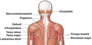 The jejunum is located mostly in the upper left quadrant of the abdomen. Upper Back Muscle Anatomy Anatomy Drawing Diagram