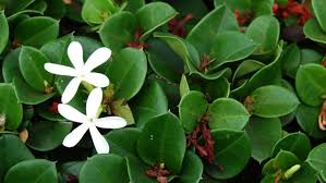 Pianta con fiori profumatissimi soluzione: La Prugna Del Natal Gelsomino Africano Per Gli Amici Vivaitaliani