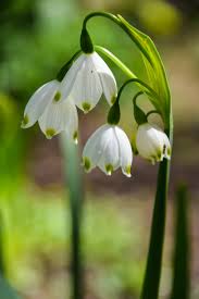Maybe you would like to learn more about one of these? Wallpaper White Flowers Garden City Park Plants Green Blossom Sweden Europe Spring Sverige Color Flower Outdoor Flora Sk Nel N Se Malmo Blommor V Xter V R F Rger Blommorochv Xter