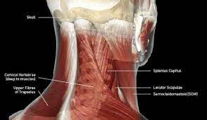 3 Home Remedies For Muscle Spasms In The Neck Muscle Spasms Neck Spasms Muscle Spasms In Neck