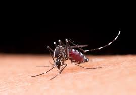 Image result for Dengue