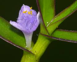 Image result for Cyanotis axillaris