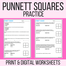 Explain the difference between incomplete dominance and codominance work the following problems out in your notebook or on a separate piece of paper. Punnett Square Practice Or Quiz Pdf With Answer Key Laney Lee