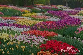 Sunflower is the most beautiful flower in india and is known for its fiery bloom, large shape and of course, sun like appearance. A List Of 10 Most Fragrant Flowers Available Fresh Petals Freshpetals