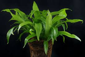 Image result for Asplenium cancellatum