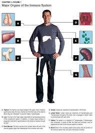 Immune System - Physiopedia