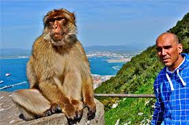 Zwei affen und ein affe am felsen von gibraltar. Gibraltar Affen 04 Foto Bild Europe Spain Gibraltar Pers Auswahlfotos Bilder Auf Fotocommunity