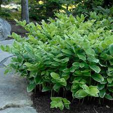 Maybe you would like to learn more about one of these? Photo Essay Shade Perennials That Aren T Hostas Heucheras Or Ferns Perennial Resource