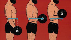 The right scapula from the front and back side. How Resistance Curves Affect Muscle Growth