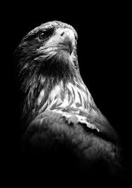 Black And White Eagle Painting Viewer In 2020 Eagle Wallpaper Eagle Pictures Eagle Painting