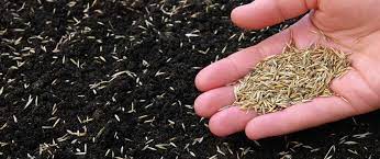 That's a great way to watch the wonder of sprouting seeds and growing seedlings, maria! How To Avoid Common Grass Seed Mistakes