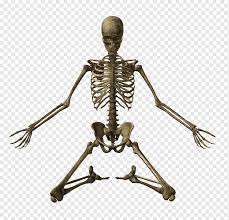 For more details go to edit properties. Human Skeleton Bone Skull Skeleton Anatomy Human Body 3d Rendering Png Pngwing