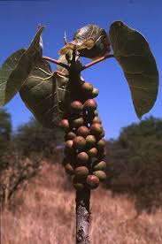 Image result for Ficus abutilifolia