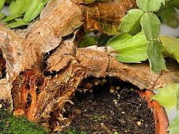 However, growing the cactus in its preferred conditions and giving it appropriate care goes a long way prune your cactus to save it from rot. How To Save A Rotted Christmas Cactus World Of Succulents Christmas Cactus Christmas Cactus Plant Cactus Care
