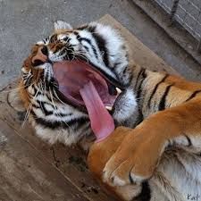 115 Adorable Pictures Of Animal Yawns Yawning Animals Funny Animals Animals