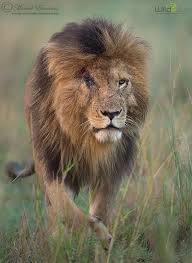 The lion that derived its name from the scar on top of its right eye was one. Warrior King By Morkel Erasmus 500px Lion Pictures Warrior King Beautiful Lion