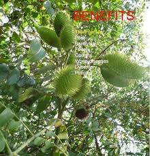 Image result for Guilandina bonduc