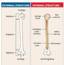Contains bone forming cells that help the bone increase in diameter as. Structure Of A Long Bone Level 2 Anatomy And Physiology