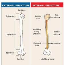 Long bone labeled outside : Structure Of A Long Bone Level 2 Anatomy And Physiology