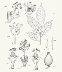 Image result for Maesobotrya