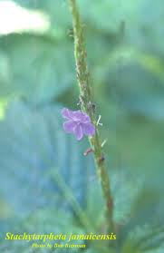 Image result for Stachytarpheta