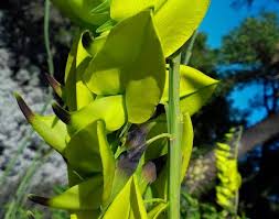 Image result for Crotalaria agatiflora