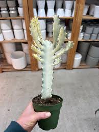 Image result for Euphorbia whyteana
