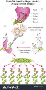 Mendel Genetics Gregor Mendel Pea Experiment Crossing Ad Spon Gregor Genetics Mendel Crossing In 2020 Royalty Free Stock Photos Stock Photos Background