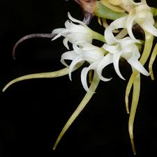 Image result for Cyrtorchis arcuata