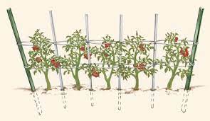 Wrap twine twice around the stake and main stem loosely, wrapping it about 6 inches above the ground. The Supporting Cast For Tomatoes Finegardening Tomato Vine Staking Tomato Plants Growing Tomatoes